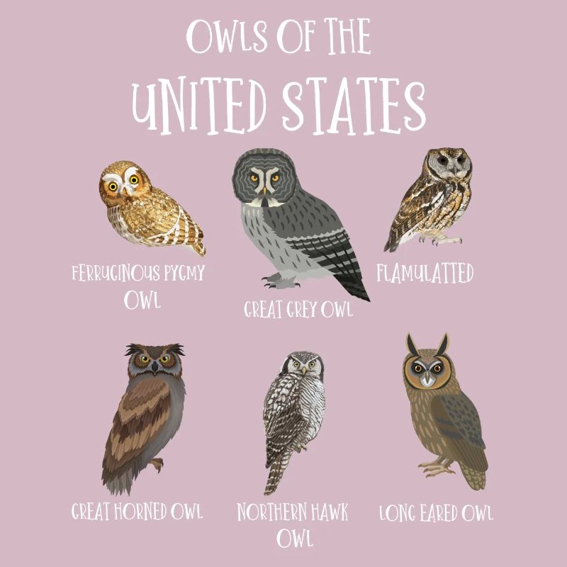 Eulenarten, Eulen & Kauze, Eule Fan