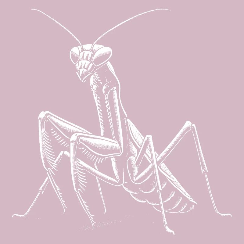 Mantis