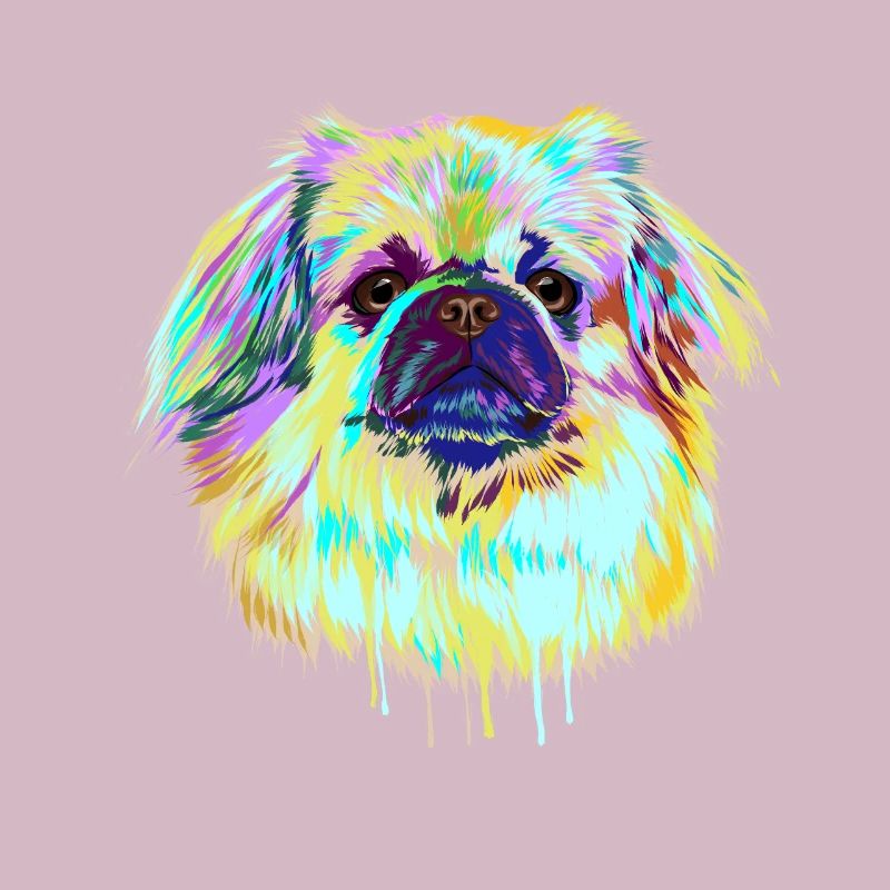 Splash Tibetan Spaniel Dog