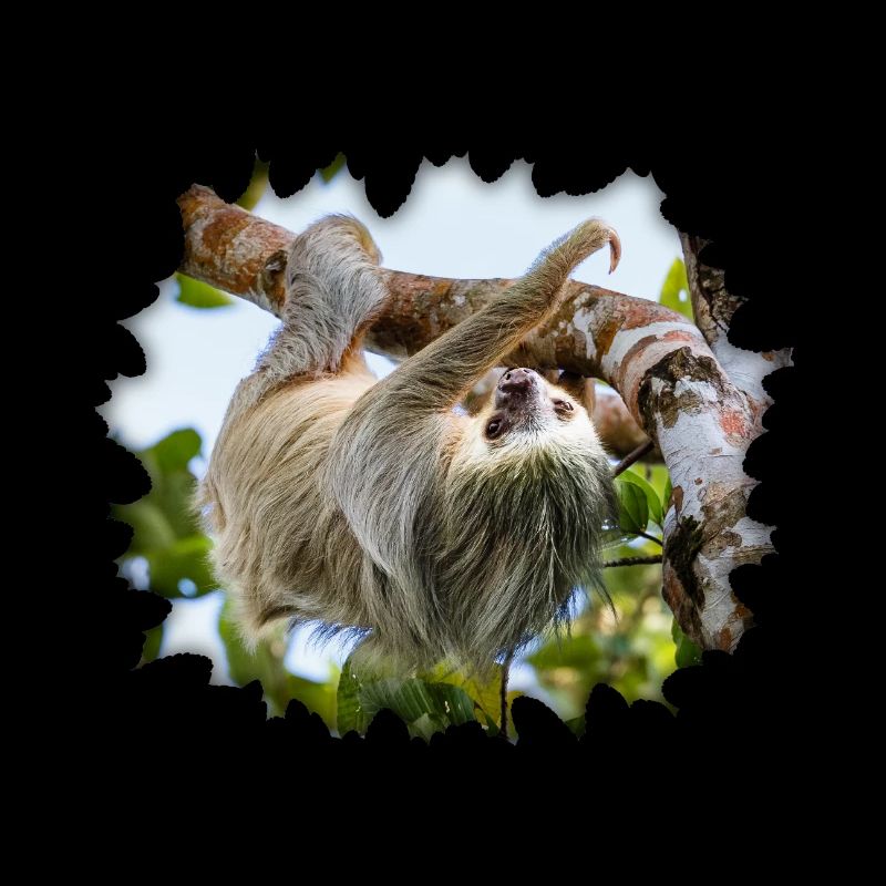 Zweifingerfaultier, das in einem Baum hängt
