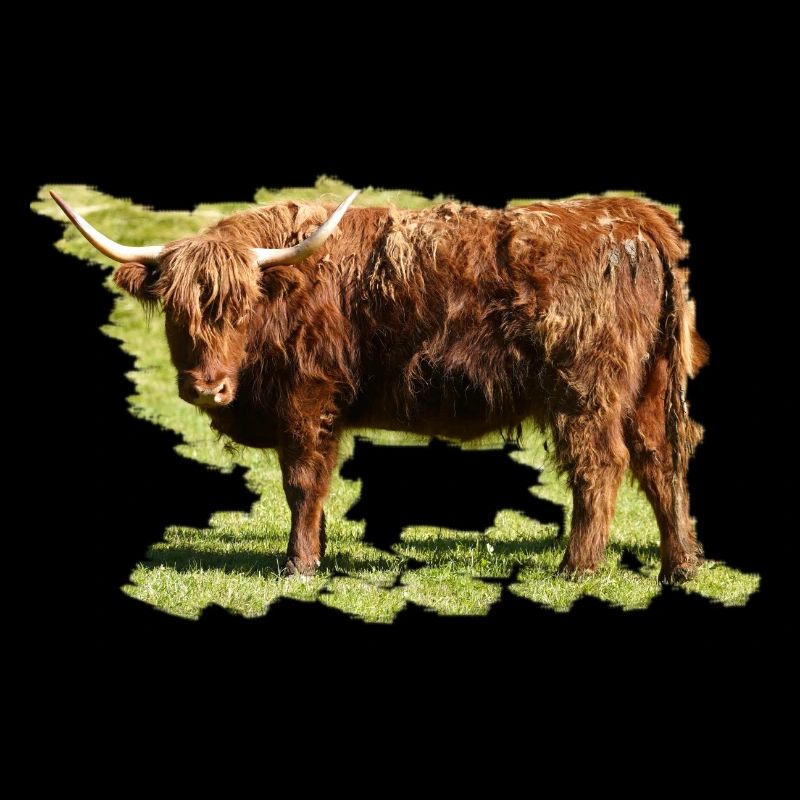 The Highland Cattle cattle are frugal