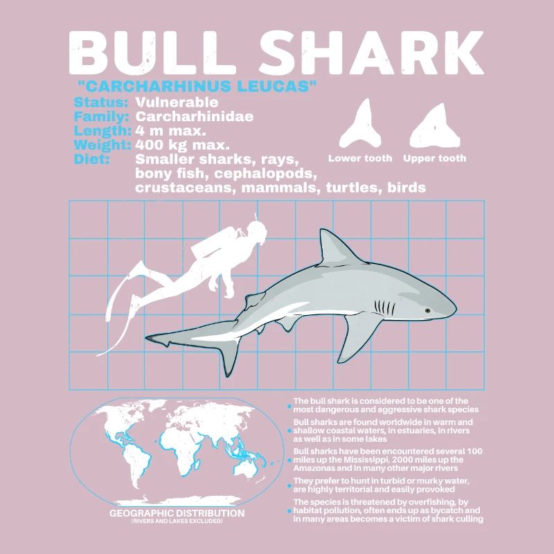 Fiche technique du requin bouledogue