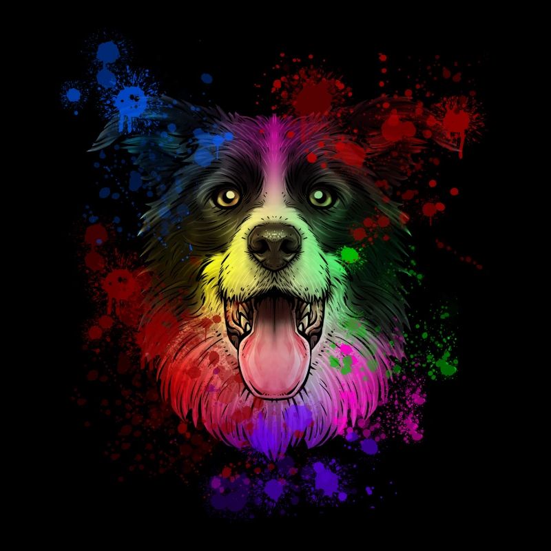 Australian Shepherd