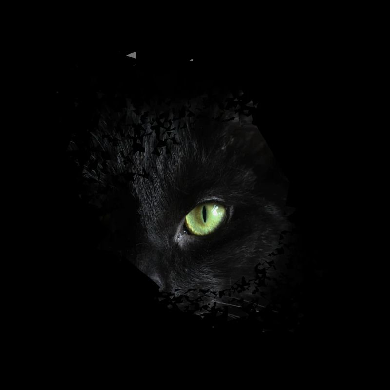 Oeil de chat chat chat propriétaire minou chaton