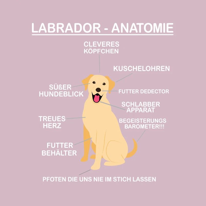 Anatomie eines Labradors - Labrador Hundebesitzer