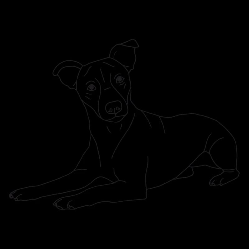 Jack Russell Terrier