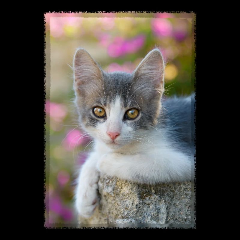 Cute gray-white kitten