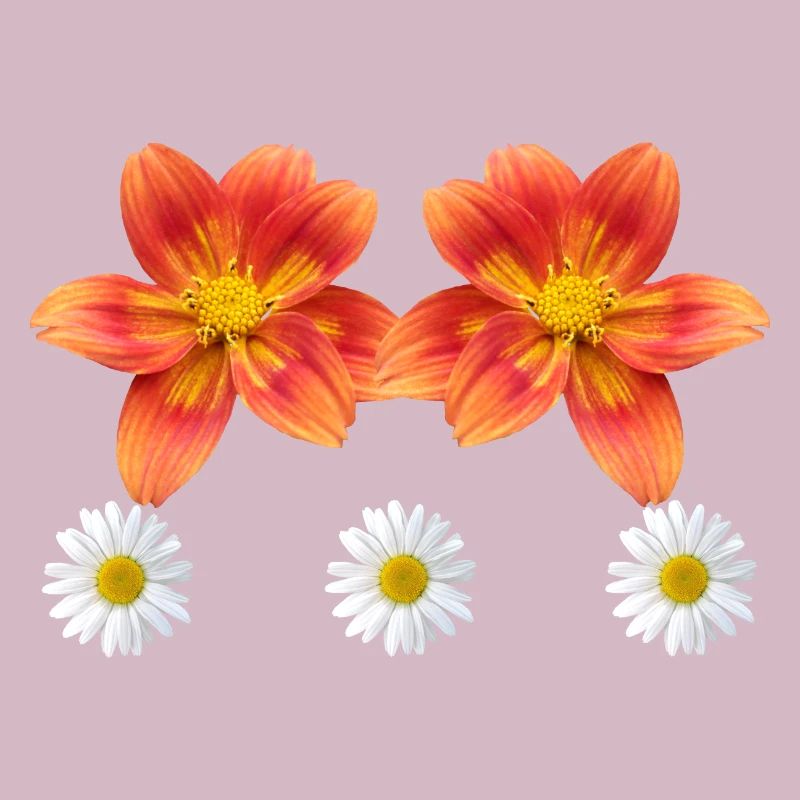 orange Blume mit Margeriten Blüte Gänseblümchen