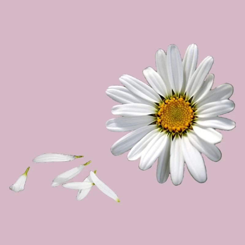 Gänseblümchen