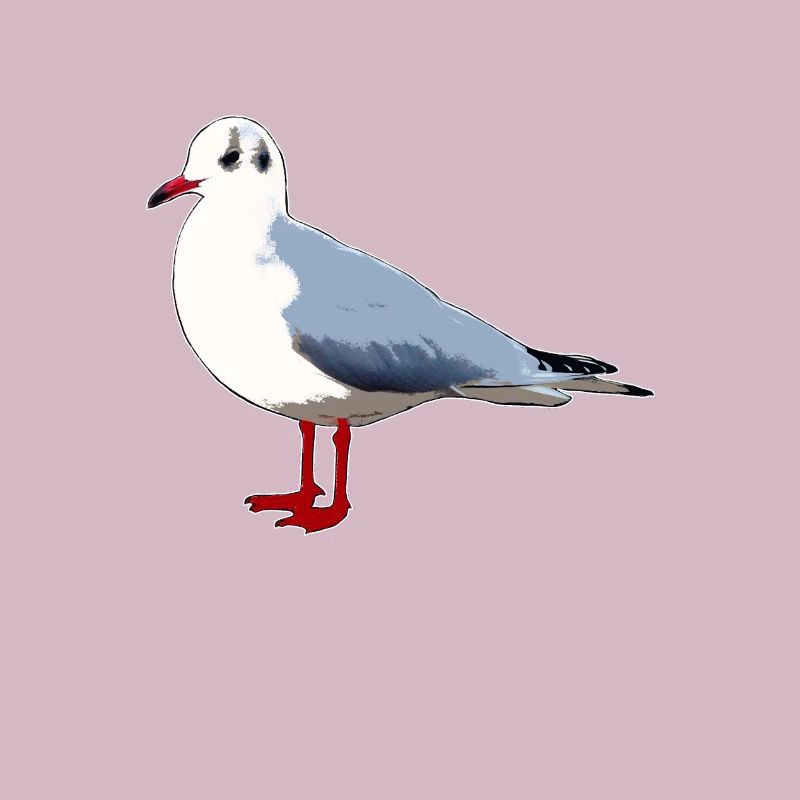 Möwe