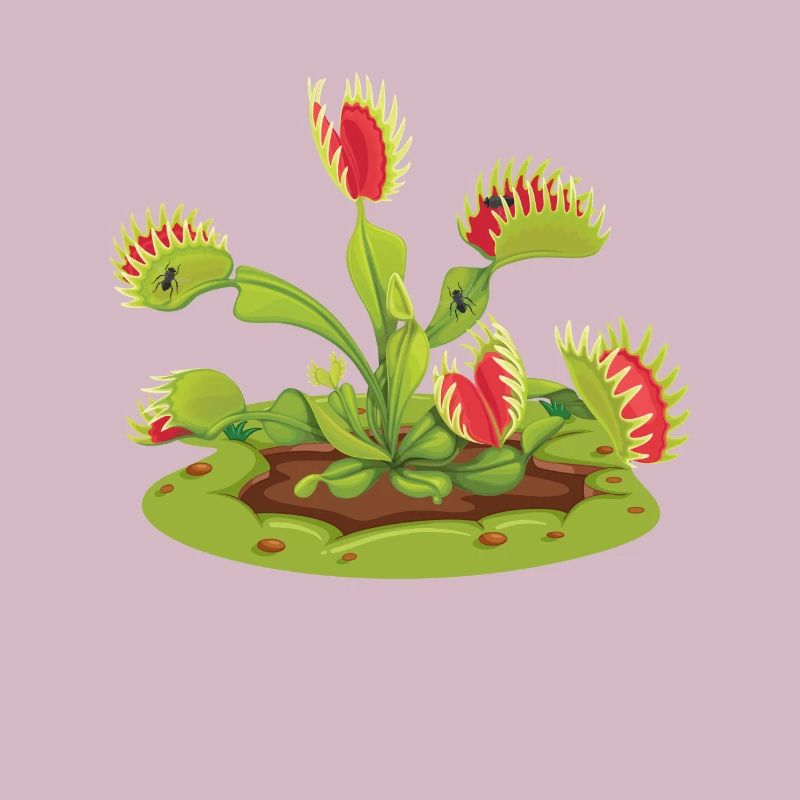 Venus Flytrap Carnivorous
