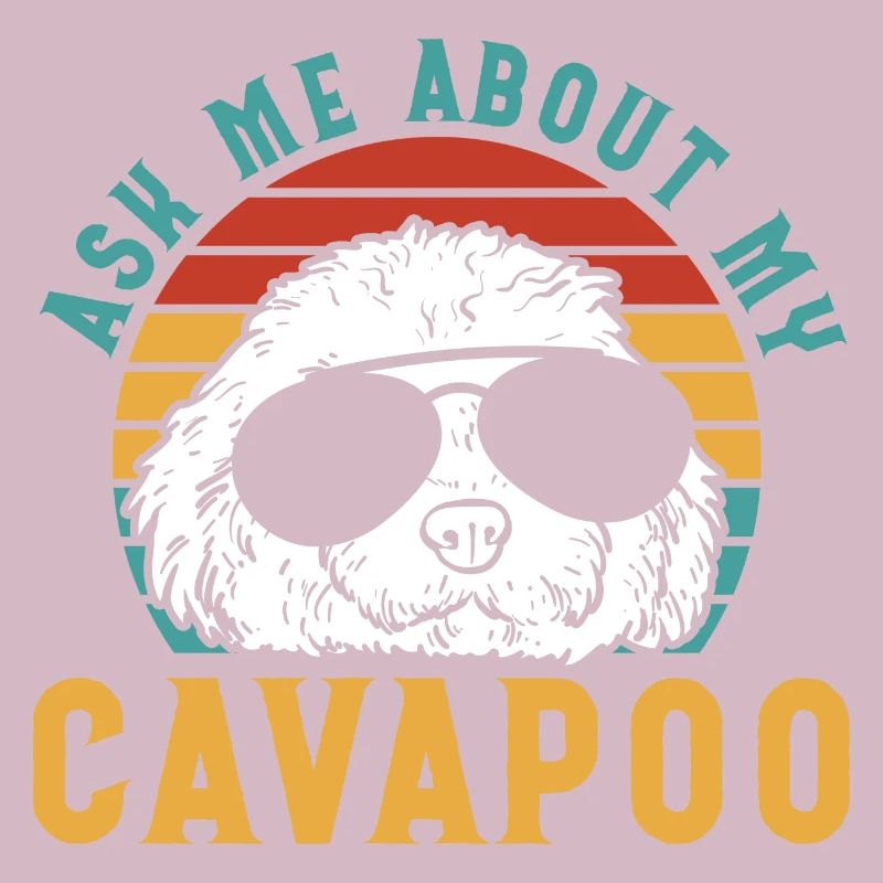 Cavapoo Cavoodle Capoodle Chien
