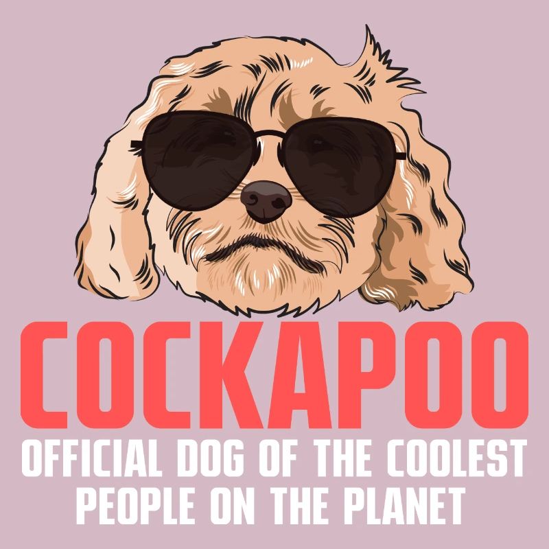 Cockapoo Hund