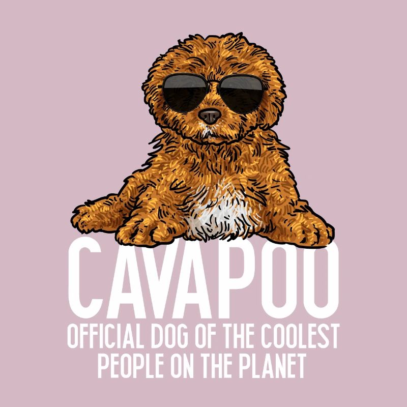 Cavapoo Cavoodle Capoodle Chien
