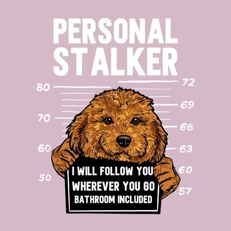 Cavapoo Cavoodle Capoodle Chien