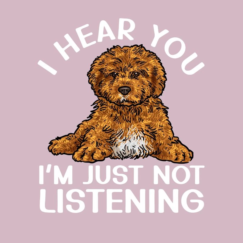 Cavapoo Cavoodle Capoodle Chien