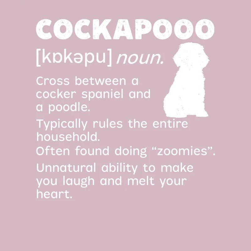 Cockapoo Hund