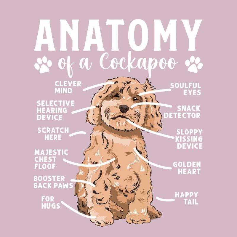 Cockapoo Hund