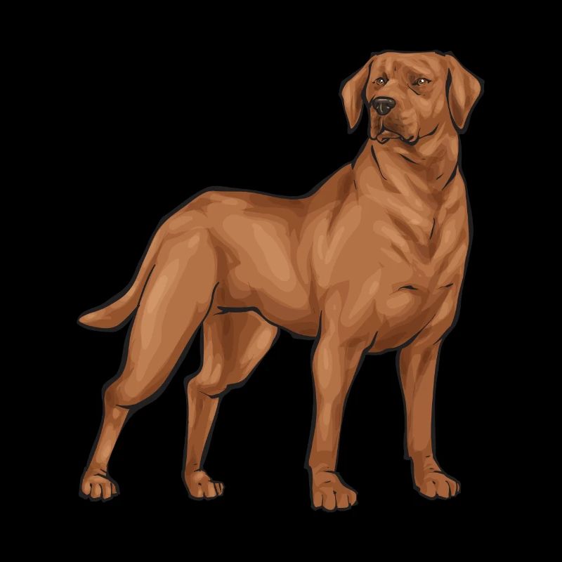 Fuchsroter Labrador Retriever Fox Red Labrador