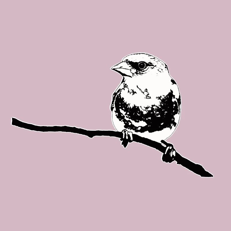 Verdier noir blanc