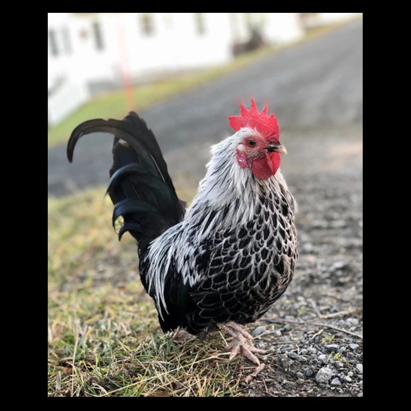 Coq