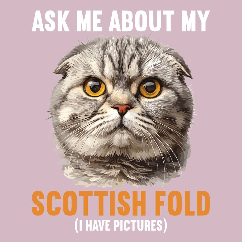 Scottish Fold Kätzchen Scottish Fold Katze