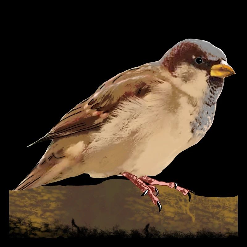 sparrow