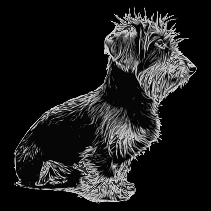 Teckel à poil dur - Chien - Teckel à barbe