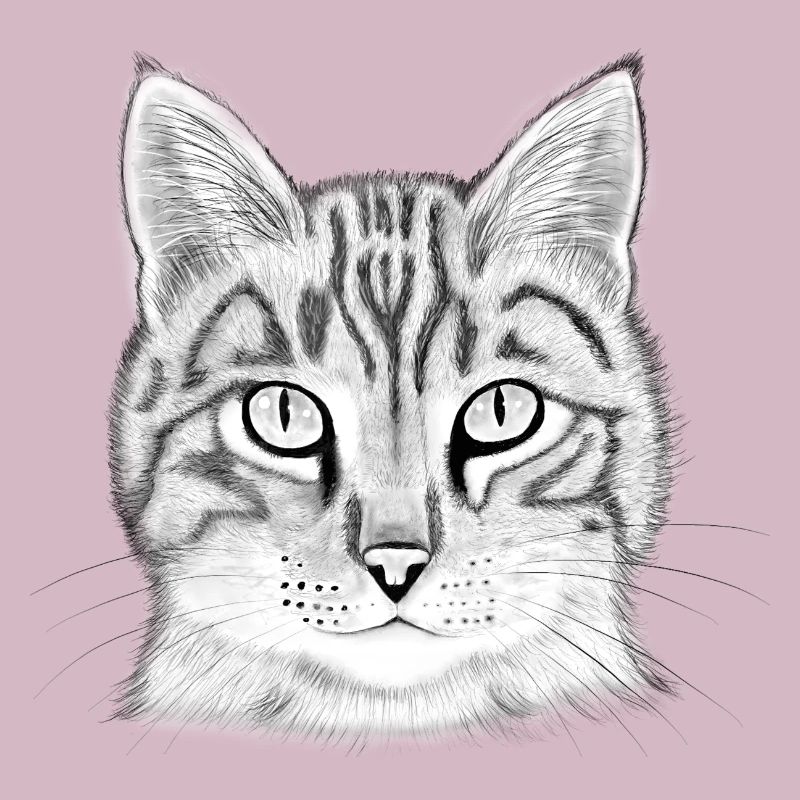 Cat's head drawn