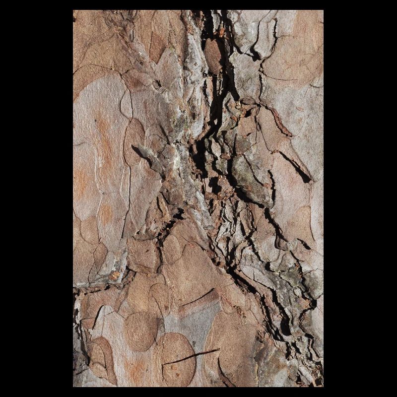 Tree bark