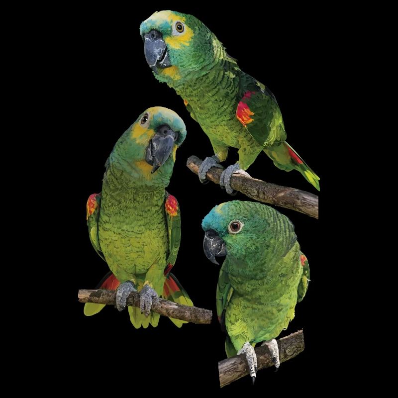 The blue-fronted amazon