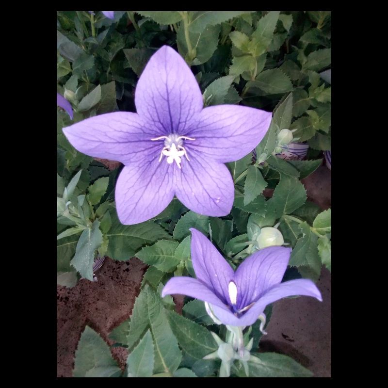 Fleur pourpre