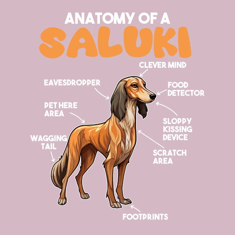 Explication du chien Anatomie d’un Saluki