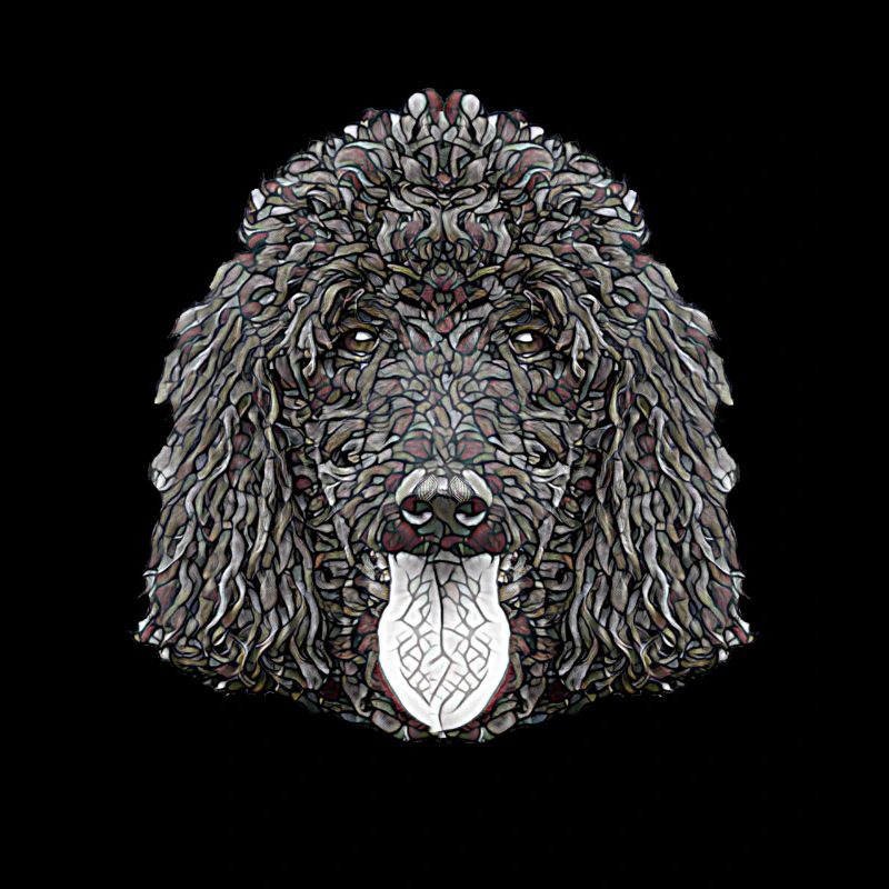 Visage de caniche standard