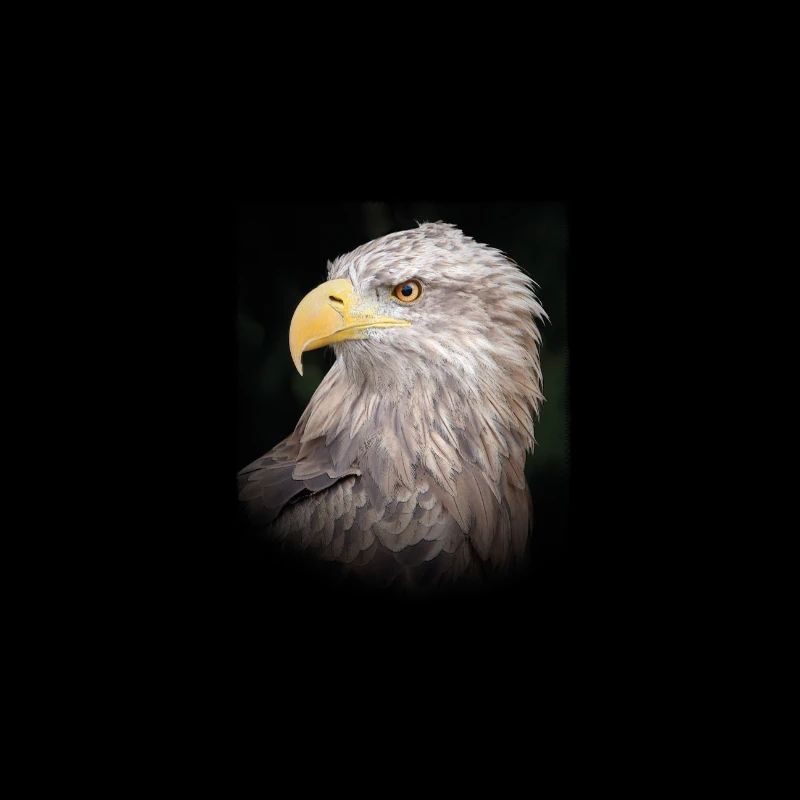 Golden Eagle - Join the wild side - Photo Print