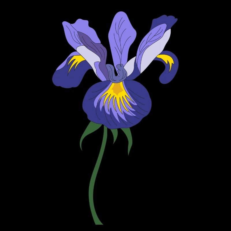 Iris Blume