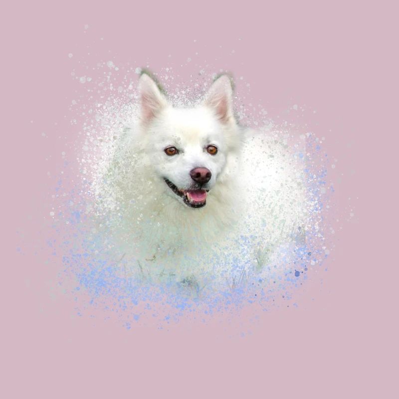 spitz,hund,graffiti,malerei,zwergpsitz