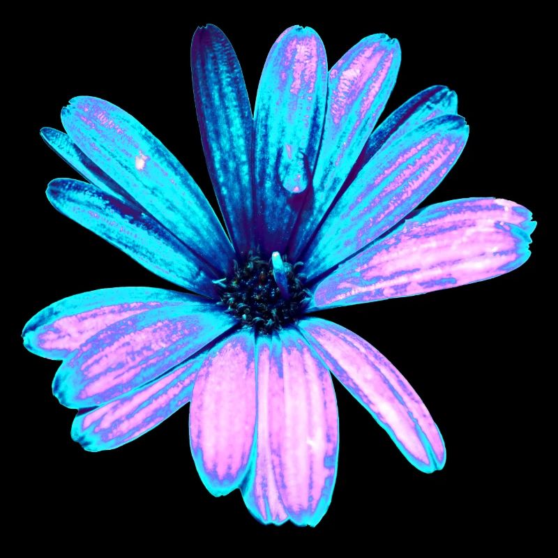 Türkis und rosa Blume