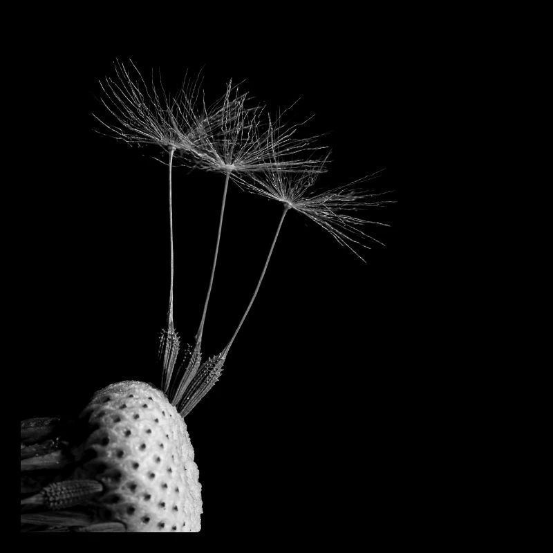 Pusteblume