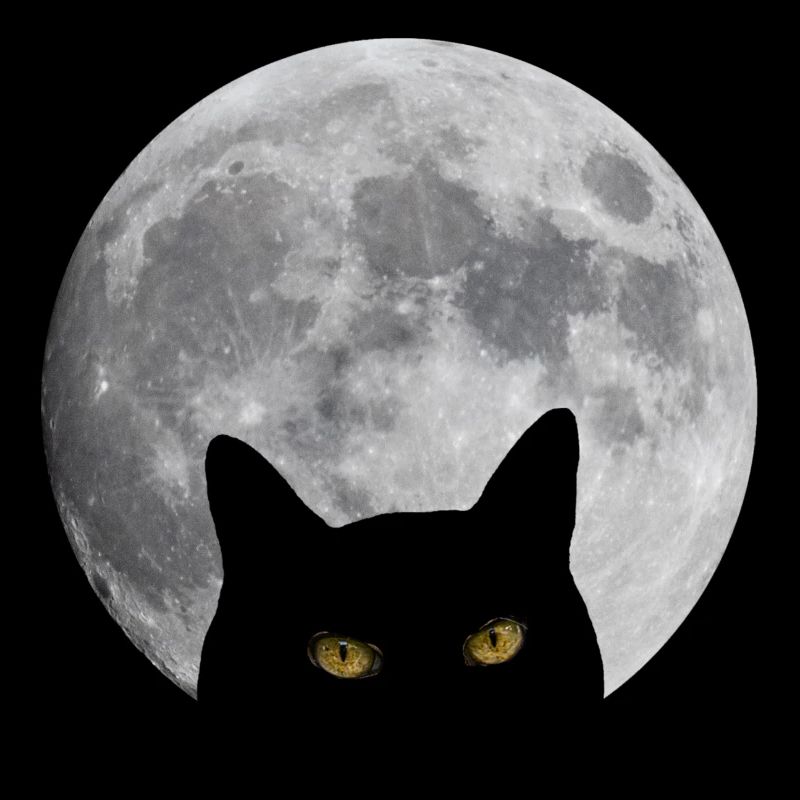 Chat dans la lune