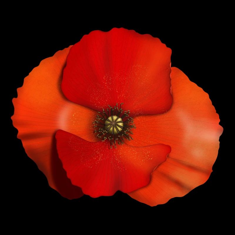 Mohnblume Blüte