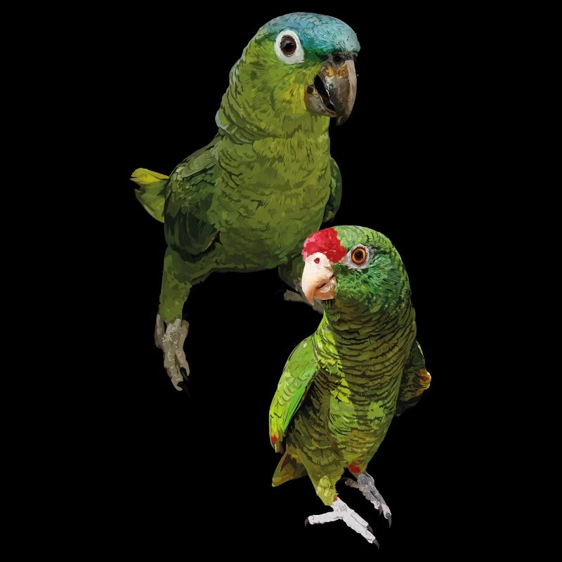 Papageien aus dem Amazonas