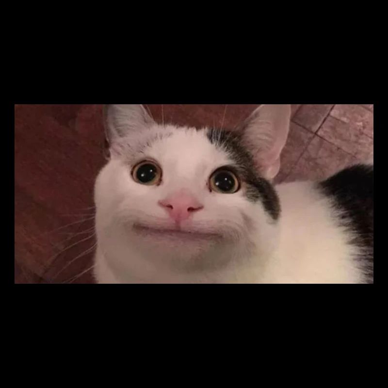 meme cat