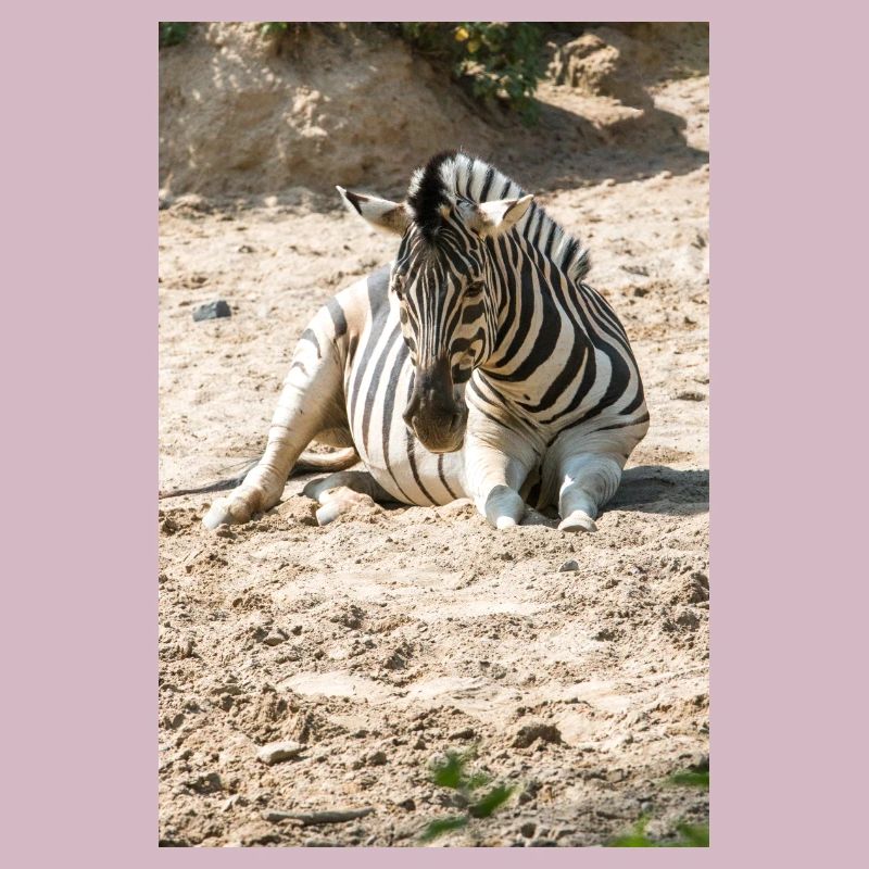 Zebra (auf Deutsch Zebra oder Zebras) Hippotigris