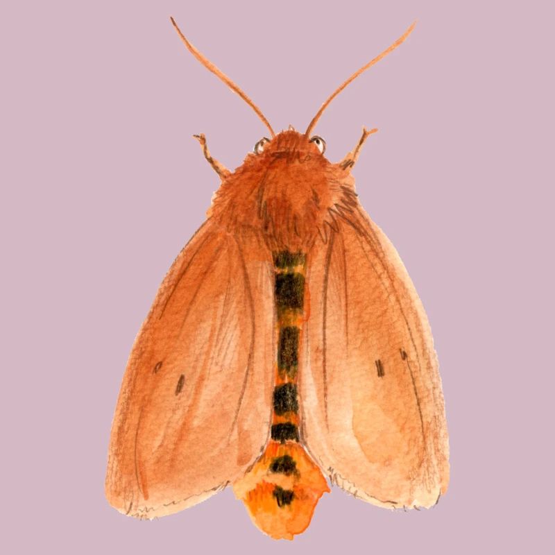 Tigre rubis