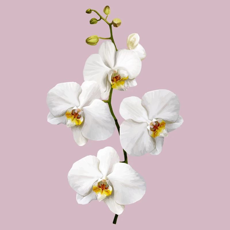 Orchideen