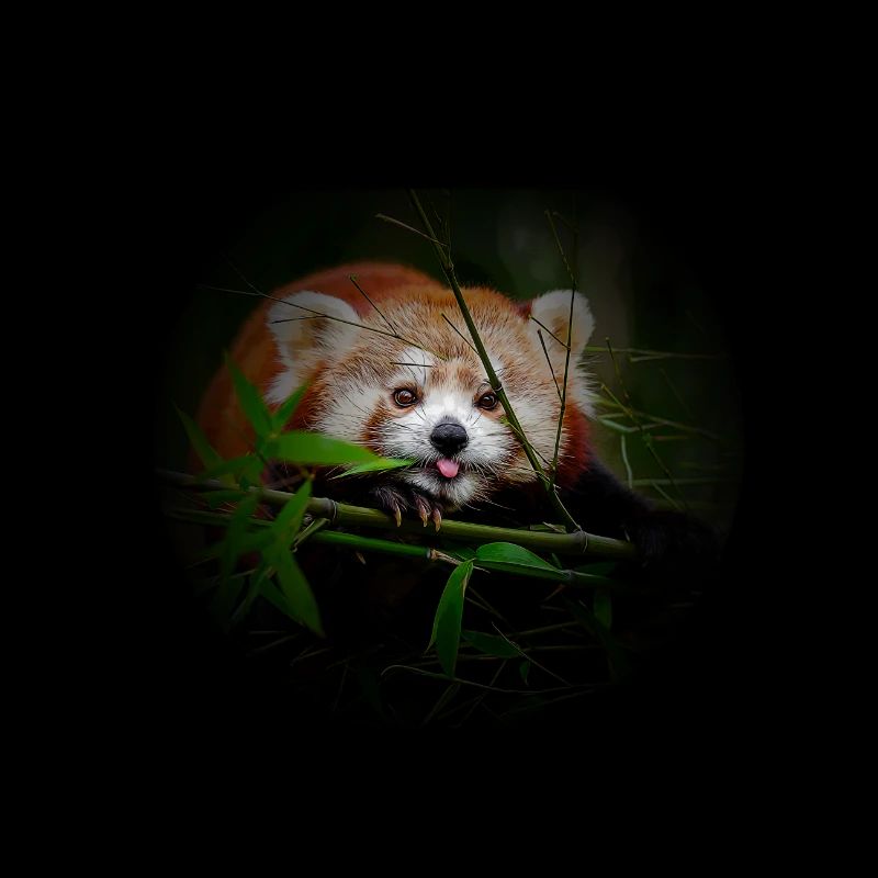 red panda comic style red panda