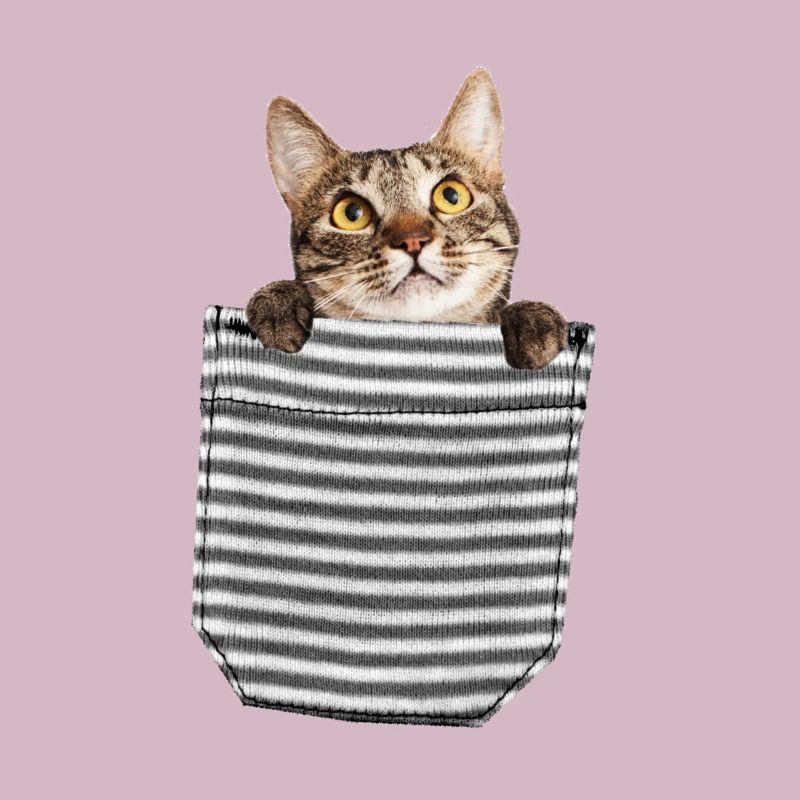 Kätzchen in der Brusttasche