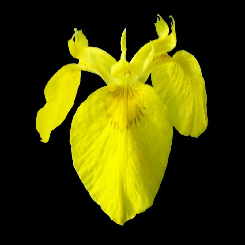 iris