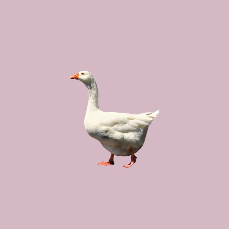 Goose